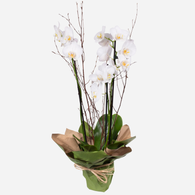 Orchid Plant - A long lasting elegant Orchid plant is a very lovely gift to give and receive. (Colour may vary)
